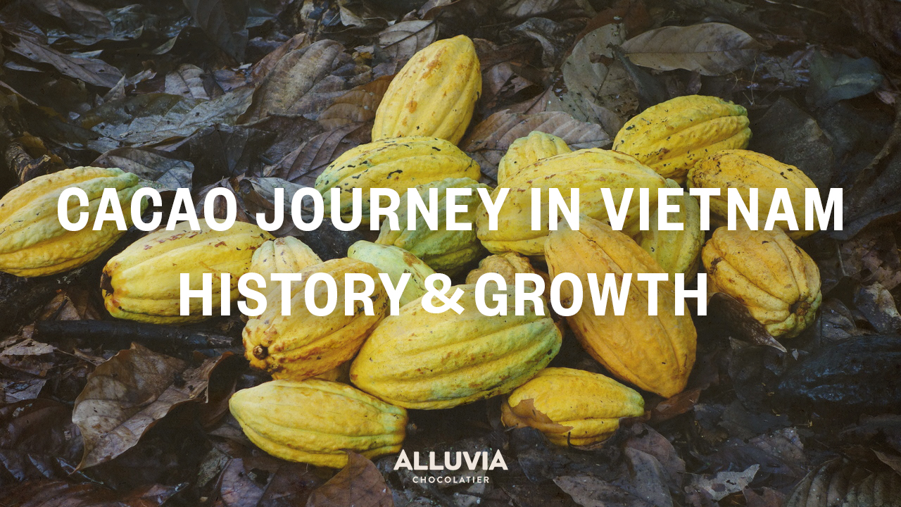 History of Cacao in Vietnam The Growth of Vietnamese Chocolate