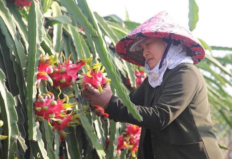 where to buy healthy food in Danang