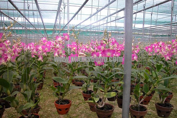 Phun sương Hawin được sử dụng cho vườn lan tại Yên Bái
